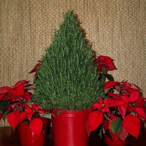 Replantable-Christmas-Tree-300x300