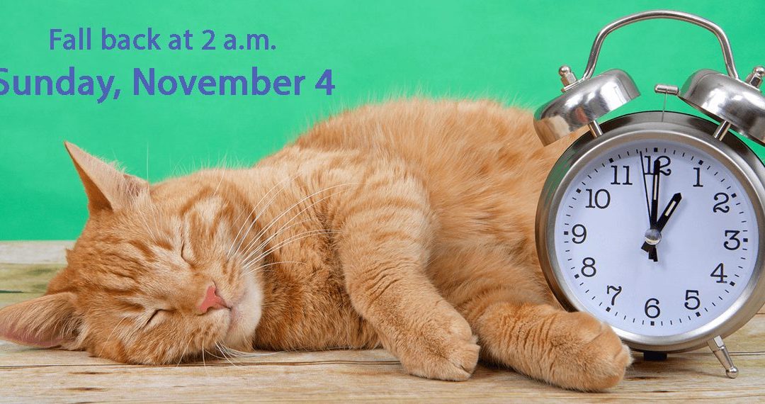 Time to Turn the Clocks Back | Sleeping cat with old-fashioned alarm clock