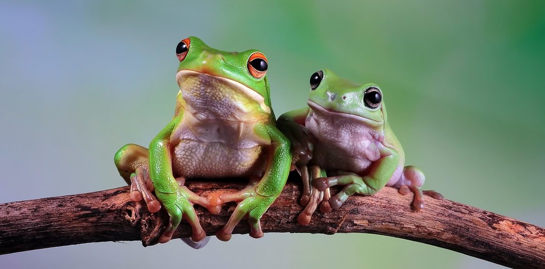 Leap Day Facts | Two frogs sitting on a branch | Cost Control Associates