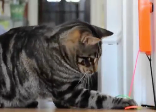 Holiday Gift Ideas | Cat playing with toy | Cost Control Associates